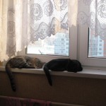 картина кошки на окне