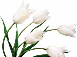 тюльпаны белые